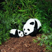 Panda Baby 3200 Kösen