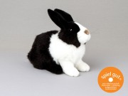 Holländer Kaninchen 3581 Fa. Kösen 