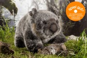 Wombat Donna 6780 Fa. Kösen  19 cm 