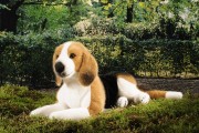 Beagle, liegend 7300 Fa. Kösen 38 cm 