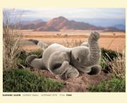 Elefant , klein, liegend, Firma Kösen, 7540, Elefant small, Elephant , Petit, 27 cm 