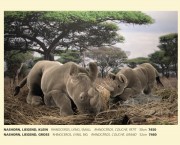 Nashorn, liegend, klein, Fa. Kösen, 7450, Rhinoceros, Lying, Small, Rhinoreros, Couche, Petit 30 cm 