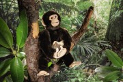Schimpanse Klein mocca 7280 Fa. Kösen 15 cm Affe