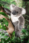 Plüschtier Koala Fa. Kösen 7700
