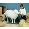 Schaf von Kösen
